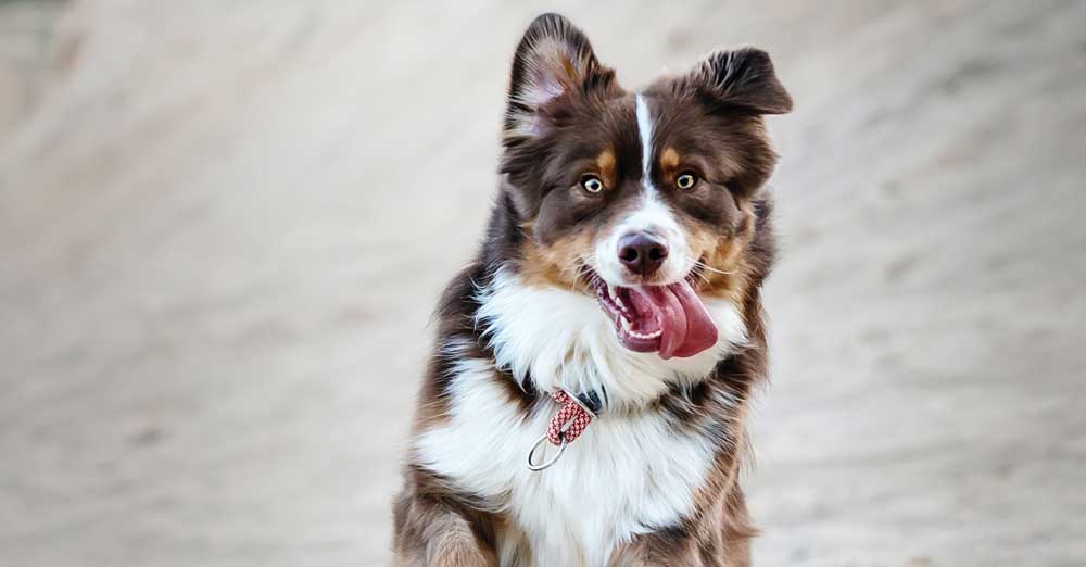 How to help your dog get in better shape